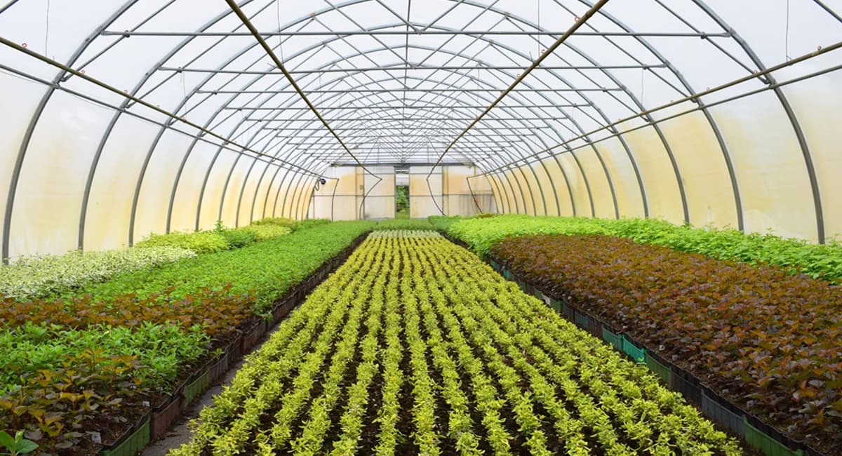 High-Tech Greenhouses